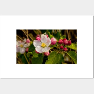 Apple Blossom Panorama (2) Posters and Art